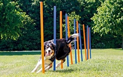 10-test-optimisation-photo-produit-wordpress-chien-agility-mouvement-1-ewww-optimized