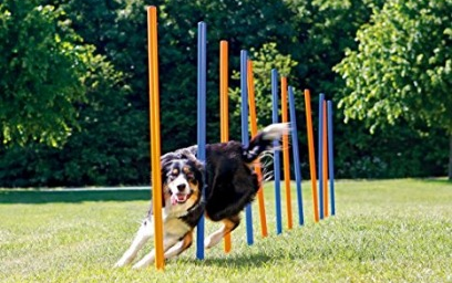 10-test-optimisation-photo-produit-wordpress-chien-agility-mouvement-1-wp-smush-optimized