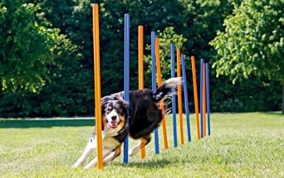 10-test-optimisation-photo-produit-wordpress-chien-agility-mouvement-ewww-optimized