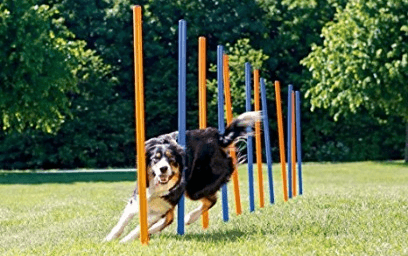10-test-optimisation-photo-produit-wordpress-chien-agility-mouvement-kraken-optimized